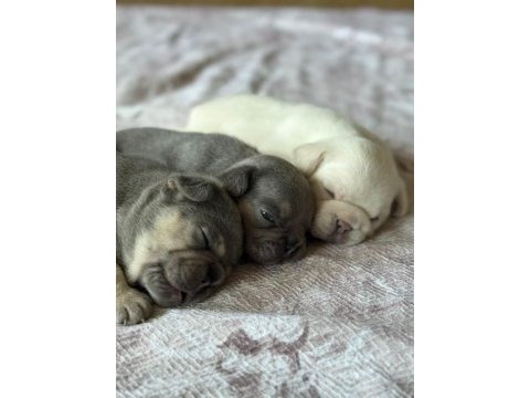 Egzotik french bulldog yavrularımız rezerve açılmıştır