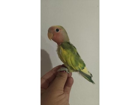 Acil sevda papağanları