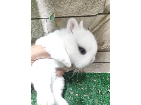 Orjinal cüce tavşan yavruları istanbul / adrese teslim