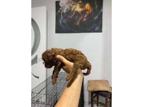 Toy poodle köpeği