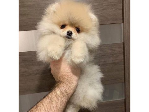 Üst kalite pomeranian ayı surat yavrularımız