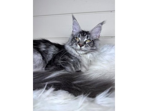 Dev maine coon dişi ns22