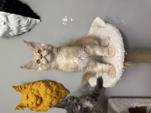 Fark ortada maine coon ayşe arık cattery