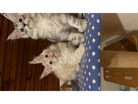 Maine coon xxxl