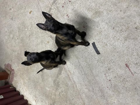 60 günlük belçika çoban köpeği (malinois)