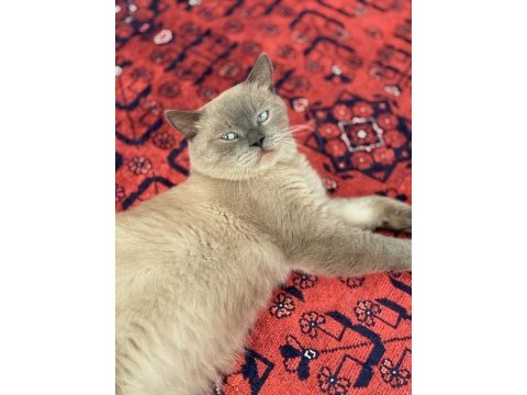 British bluepoint