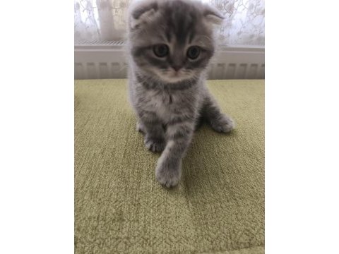 Ankara scottish fold kedimiz