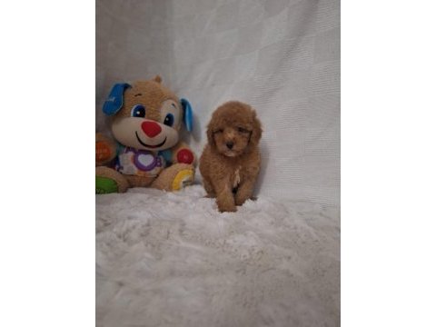 Acele edene dişi ve erkek toy poodle yavrular