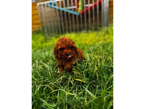 Red brown toy poodle yavru