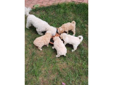 Arthur ve sakızın maltipoo yavruları
