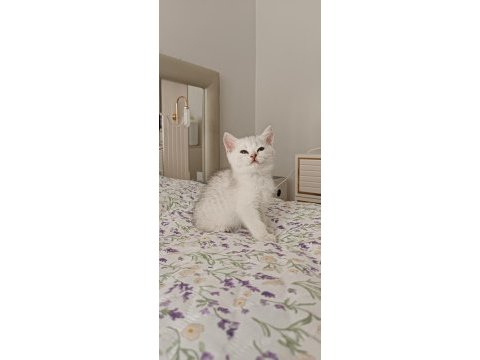 Dişi silver shaded british shorthair
