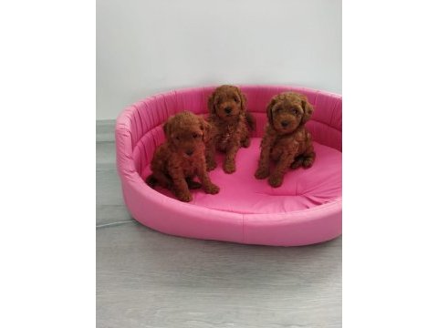 Petmode köpek çiftliğinde ziyarete açık toy poodle
