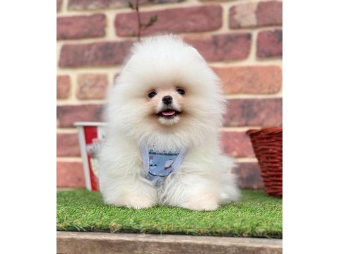 Safkan pomeranian yavrular