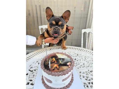 A kalite french bulldog