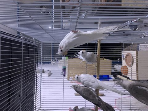 Bebek yeni düşmüş sultan papağanları