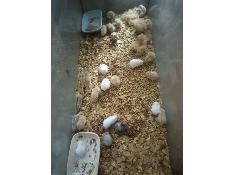 Toptan 80 adet gonzales hamster