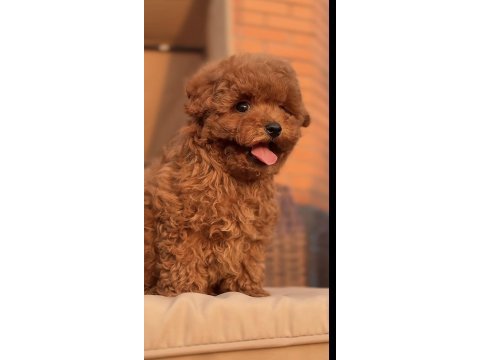 Toy poodle safkan