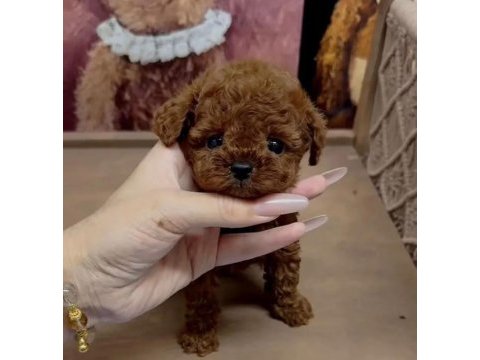 Kore kan tea cup poodle yavrumuz
