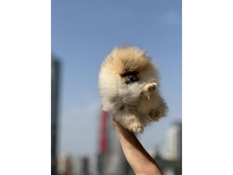 Ankaranın en elit teddy face suratlı pomeranian yavruları