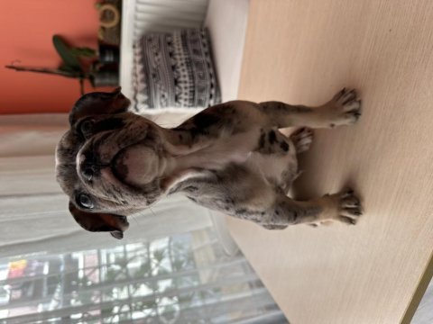 2 aylık erkek merle tan french bulldog