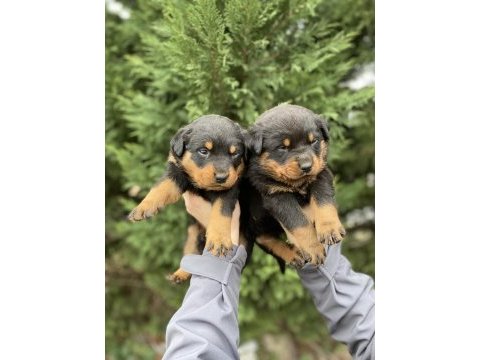 40 günlük koca kafa rottweiler yavrular
