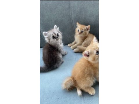 British shorthair 50 günlük bebelerim