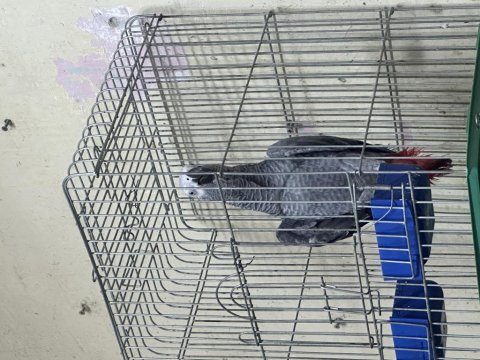 Full evcil jako papağanı