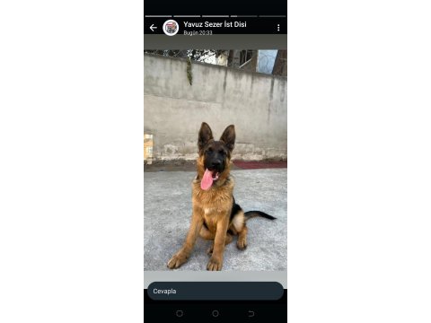 Muhteşem karakter anatomi sağlıkta alman kurdu