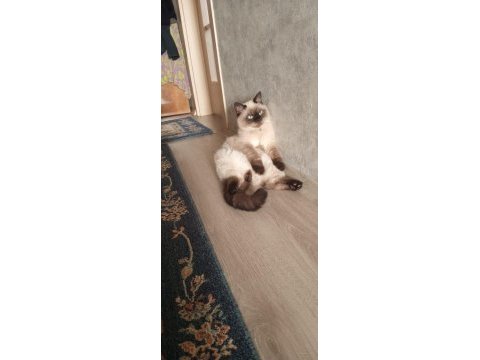 8 aylık british longhair