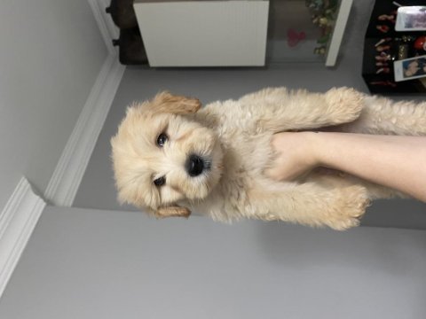 Orihinal maltipoo