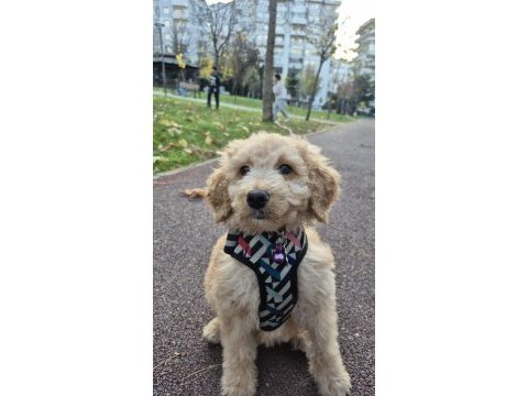 Poodle evladımız
