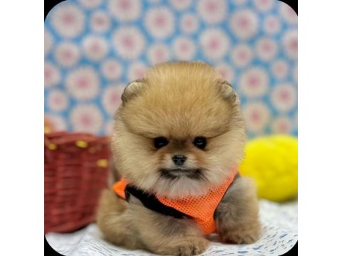 Safkan pomeranian yavrular
