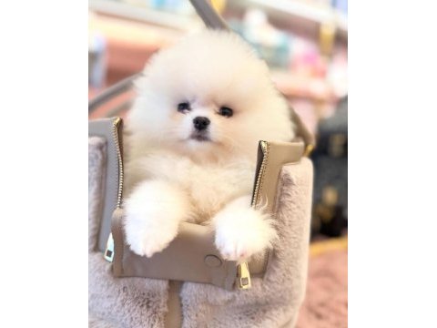 Ayı surat pomeranian boo bebekler