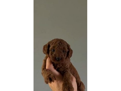 Mini toy poodle yavru red browen