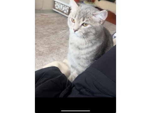 10 aylık ezel bebek kedimiz