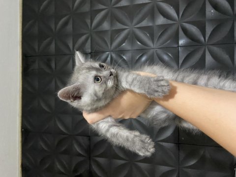 Yavru british shorthair sahiplendirme