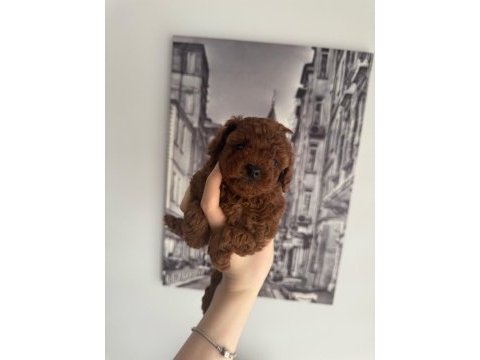 Orjinal teacup toy poodle dişi yavrular