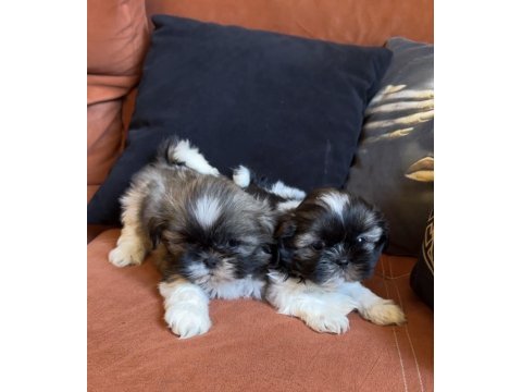 İki erkek safkan shih tzu