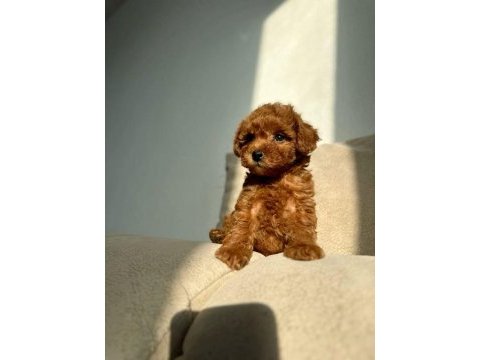 Toy ve kore poodle yavrularımız