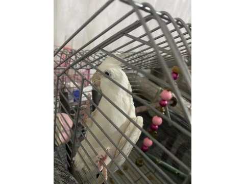 Acil satılık erkek albino sultan papağanı