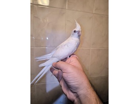 Sultan yavruları 2 aylik albino