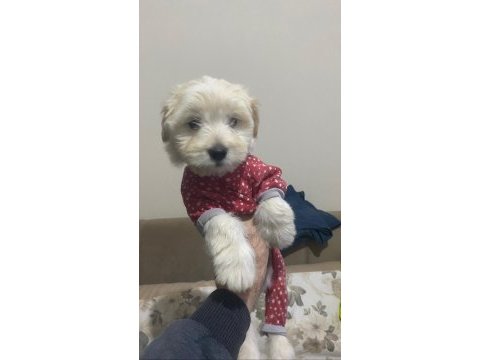 1 erkek ve 1 dişi yavru köpeğimiz