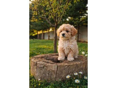 Super fiyatlara gerçek maltipoo yavrular