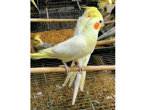 Bilezikli orjinal sultan papağanları