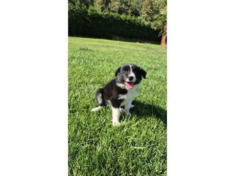 Üstün zekalı akıl küpü siyah ve kahve border collie