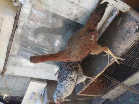 Kaza geçirdiğim dolayı tavuklarımı ve horozlarımı uyguna