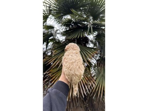 Saf kan kore maltipoo yavrumuz yeni yuvasına hazır