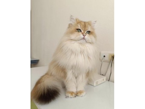 Yakışıklı british golden longhair