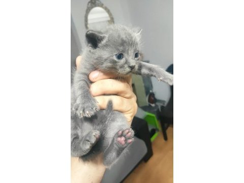 Çok tatlı british shorthair ve scottish yavrular