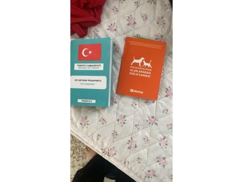 7 aylık erkek scottish fold